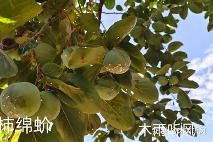 果苗施肥方法有哪些