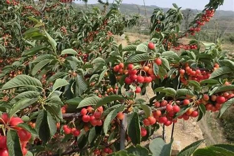 花生壳怎么做肥料