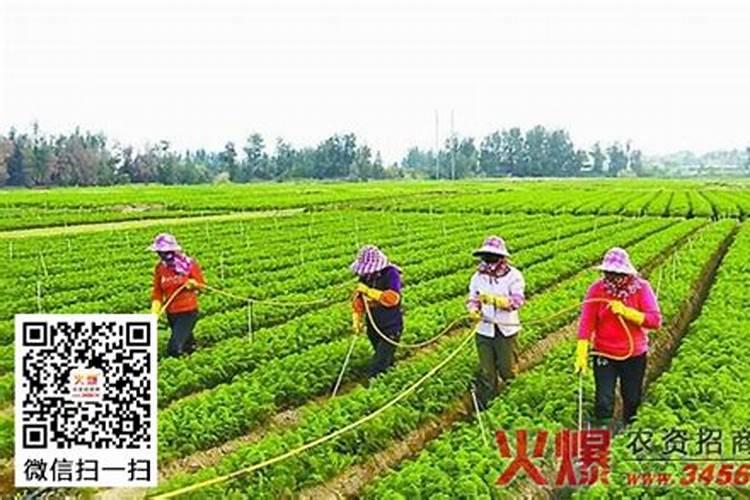 胡萝卜施什么肥最好