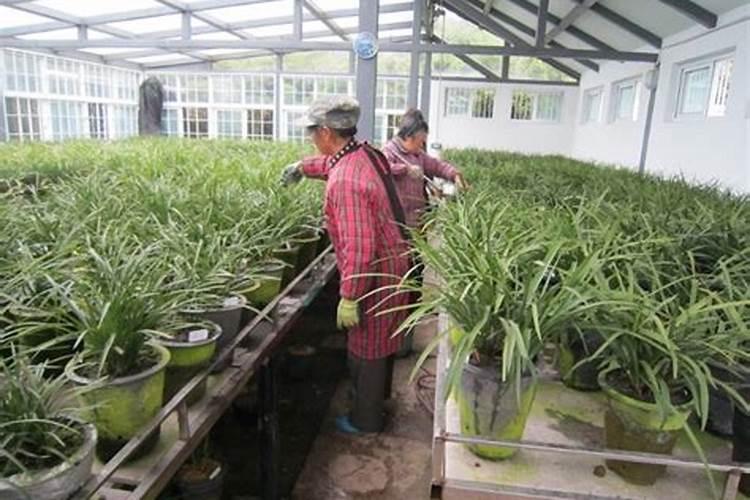 地栽茶花多久浇水一次 地栽茶花多长时间浇水一次