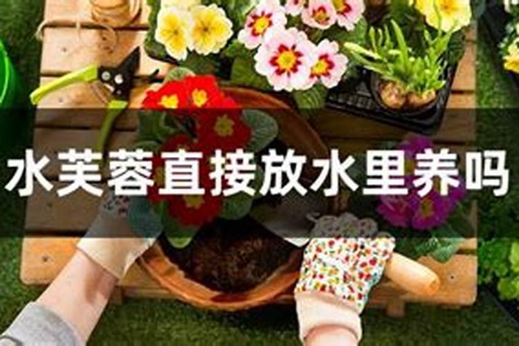 叶面肥分几种类型