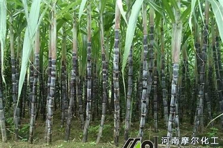 甘蔗施什么肥最好
