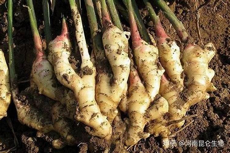 大姜喜欢什么肥料？