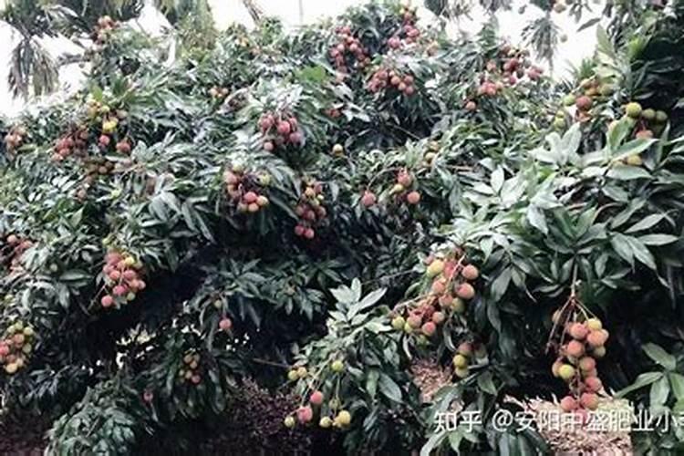 芸苔素内脂素喷在荔枝叶需要过湿吗？