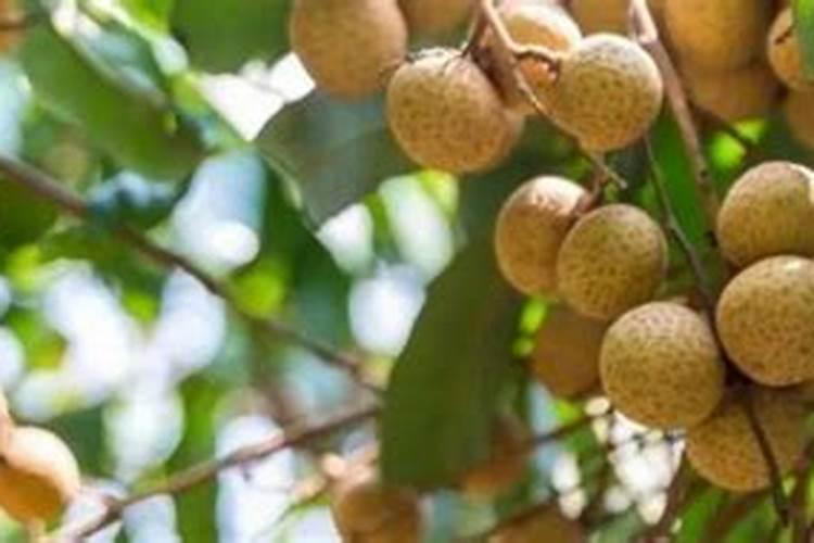 荔枝掉果用什么药