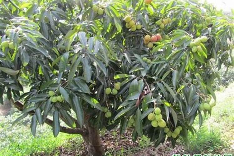 荔枝树苗种植方法 荔枝树苗如何种植