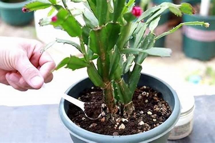 蟹爪兰打花苞怎么浇水施肥