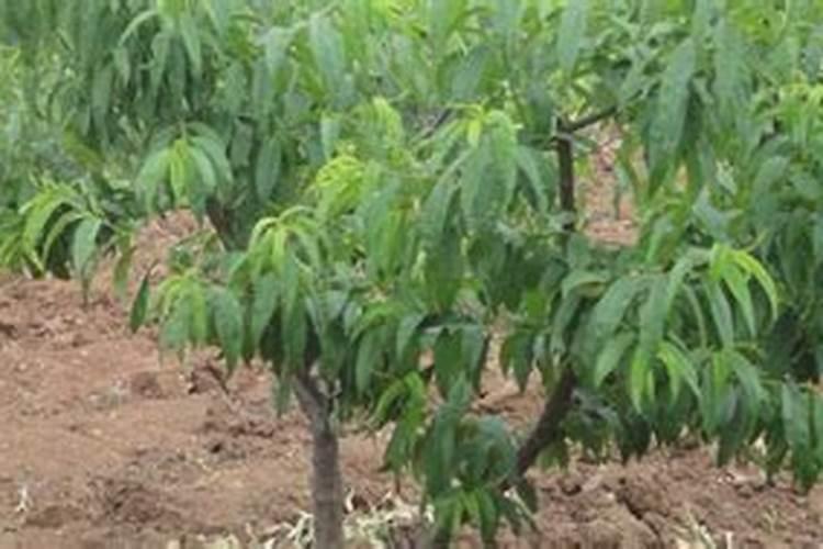 苹果树补钙的叶面肥有哪些苹果树叶面肥一年喷几次都喷什么肥