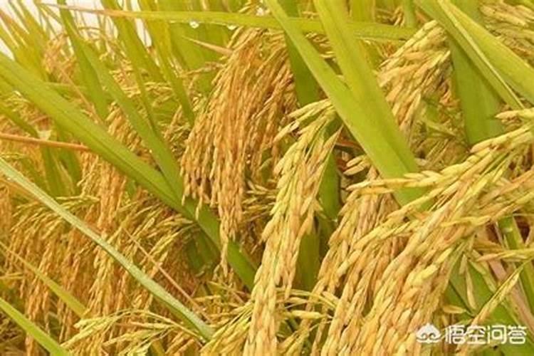 小树苗用什么肥料长得快