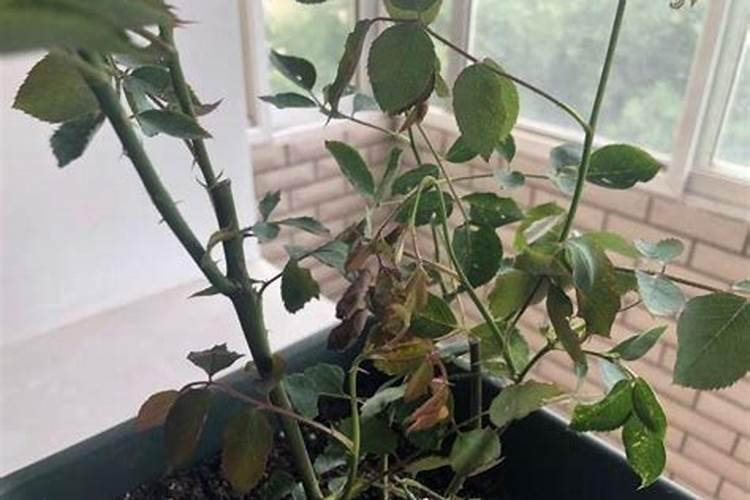 月季喷药几天后可施肥