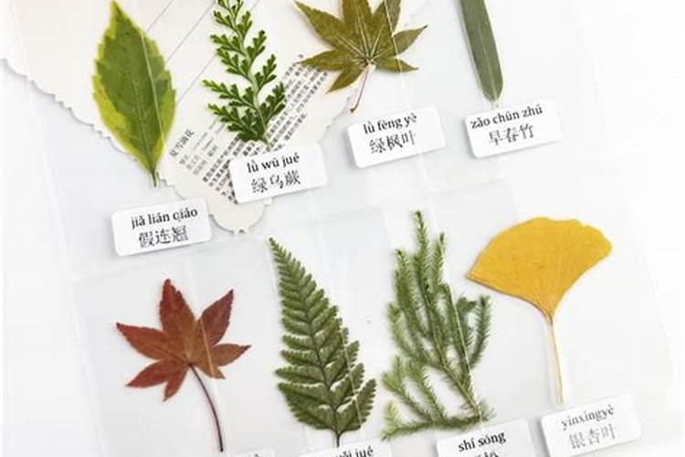 树叶可以做肥料吗