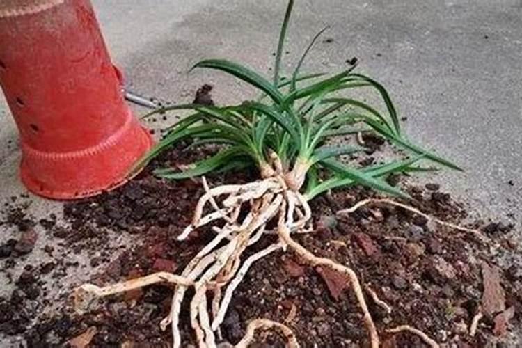 硅酸钾有什么作用？