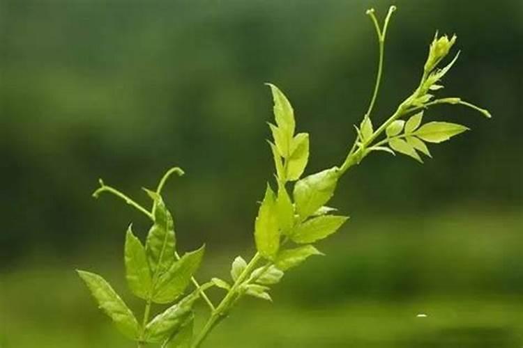 茶树叶枯病怎么防治？