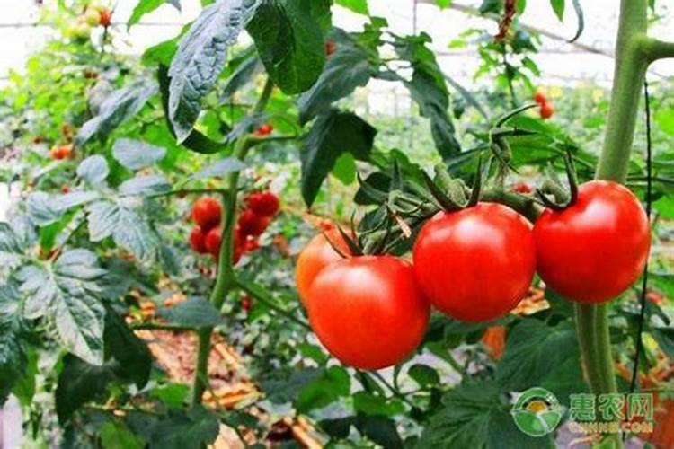 西红柿着色用什么肥料好