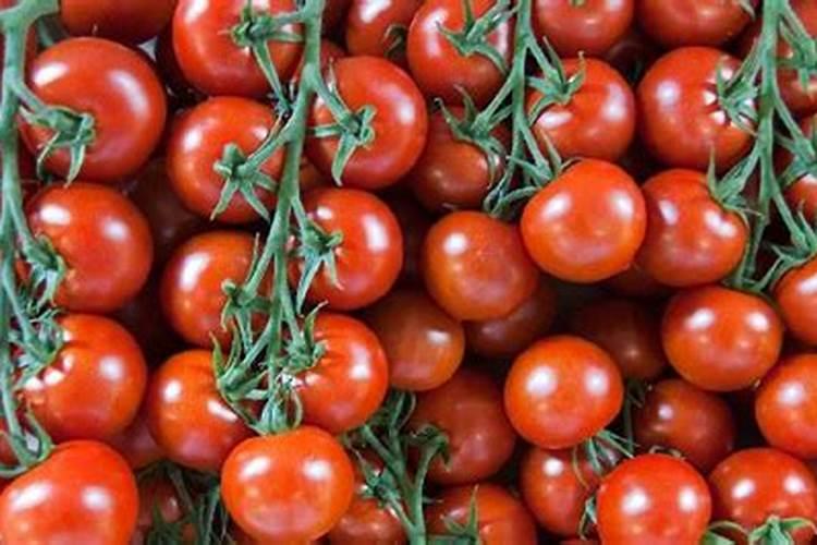 西红柿需要什么肥料