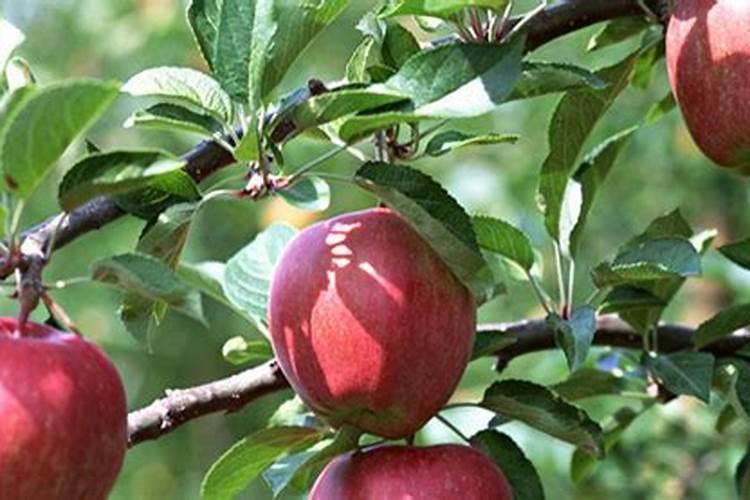 秋季果树施什么肥好