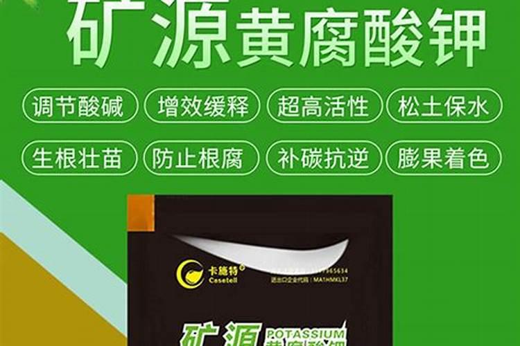 散尾竹叶子发黄怎么办