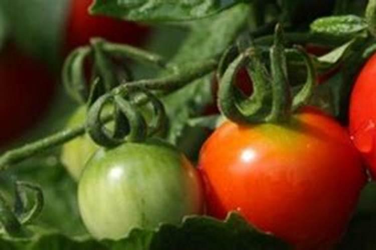 西红柿需要什么肥才能长得大,出现肥害如何解救