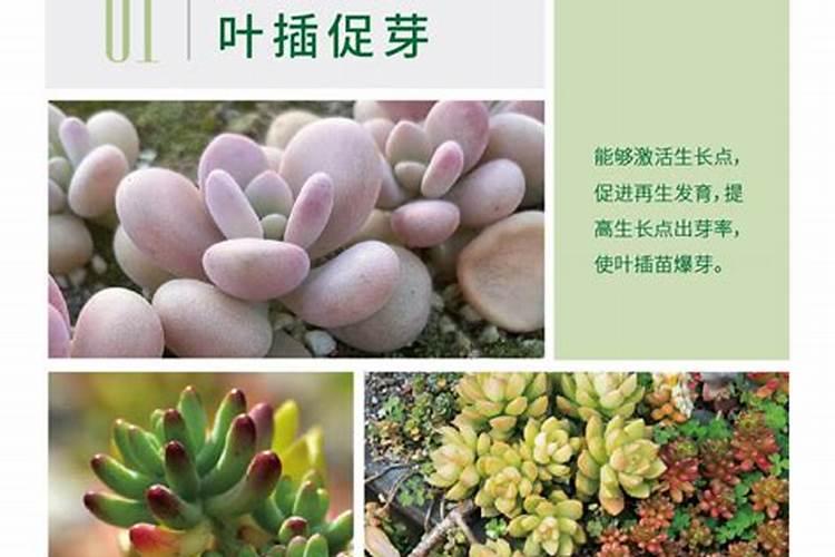 多肉植物一般用什么肥 多肉6种常用肥料
