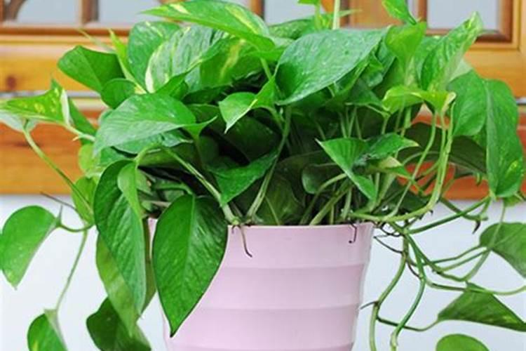 绿萝可不可以使用硫酸亚铁