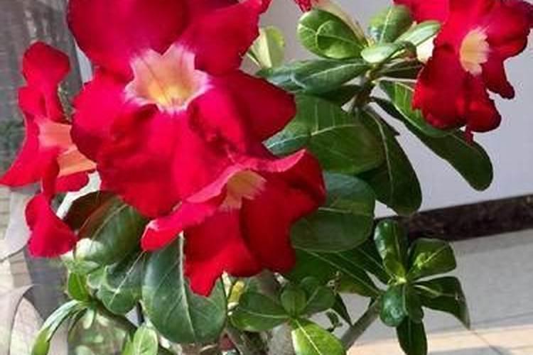 稻花香1号和2号的区别