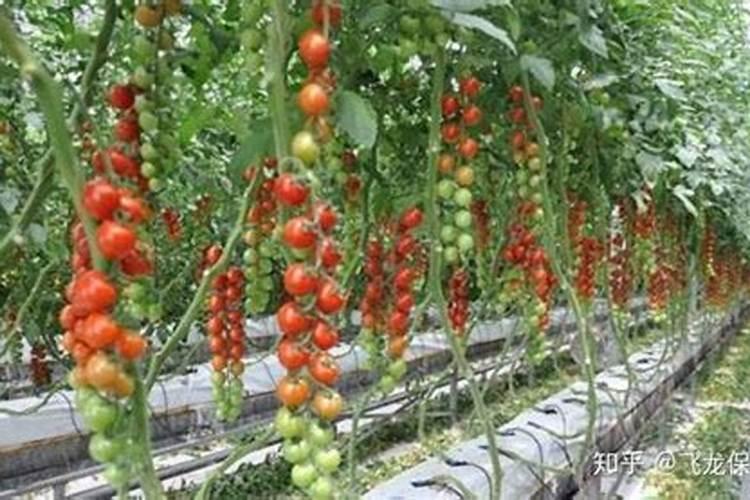 种小麦施什么肥料好？