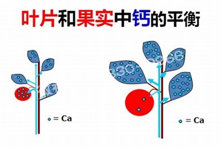 磷酸二氢钾怎么控旺长