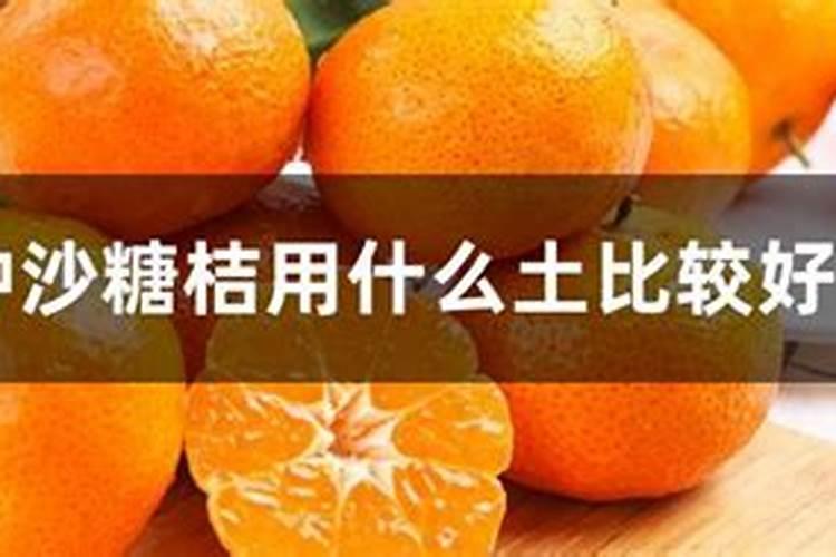 红薯苗喷什么叶面肥生长快,红薯苗什么时候种植好