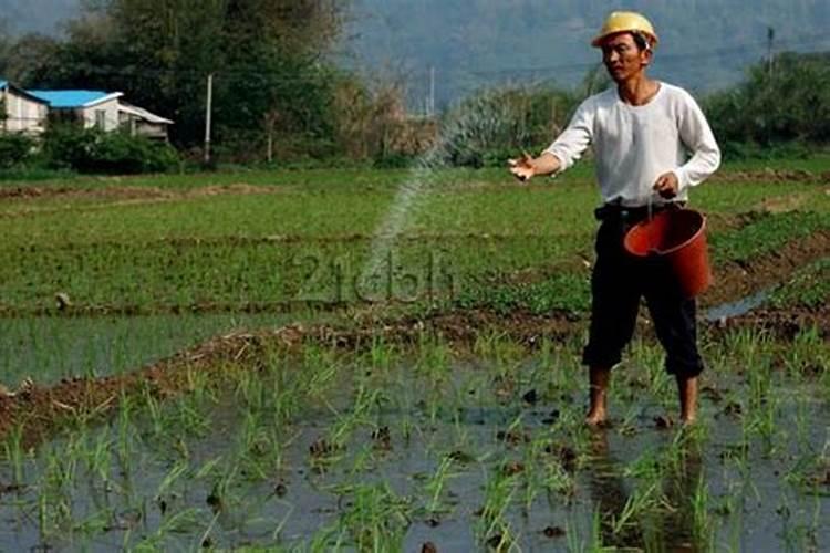 水稻田中,田里没水的情况下可以施肥吗？