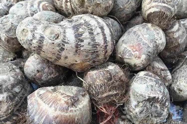 钠元素和钾元素的本质区别是什么