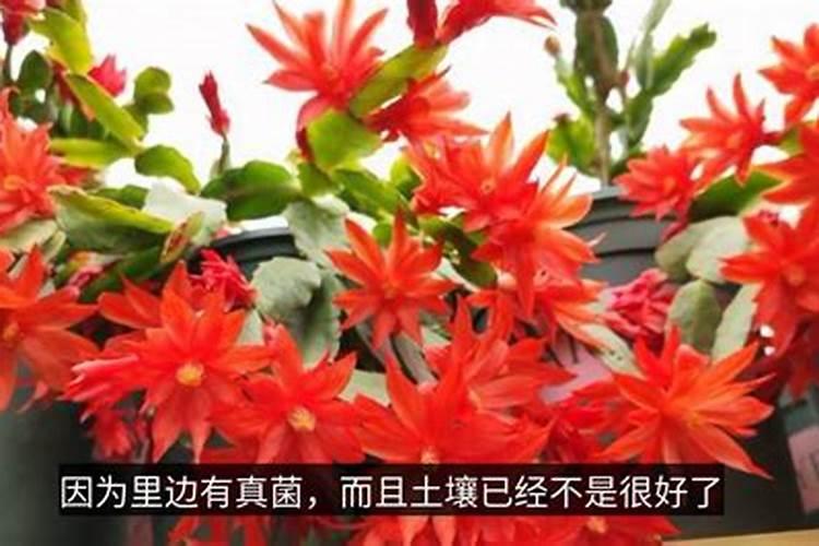 养花不换土可以吗
