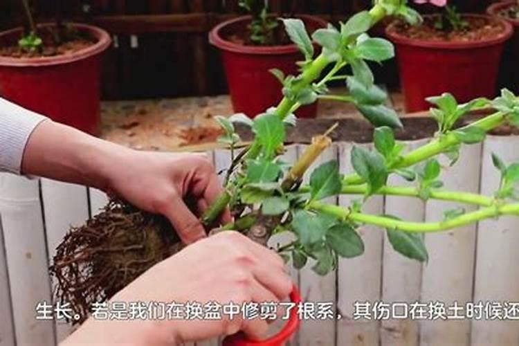 养花盆土板结严重,教给大家1个妙招,不用换土花儿铁定也养得好