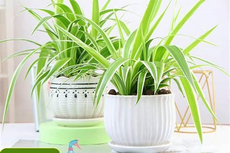 西红柿需要肥料的比例是多少？西红柿后期需要高钾肥？