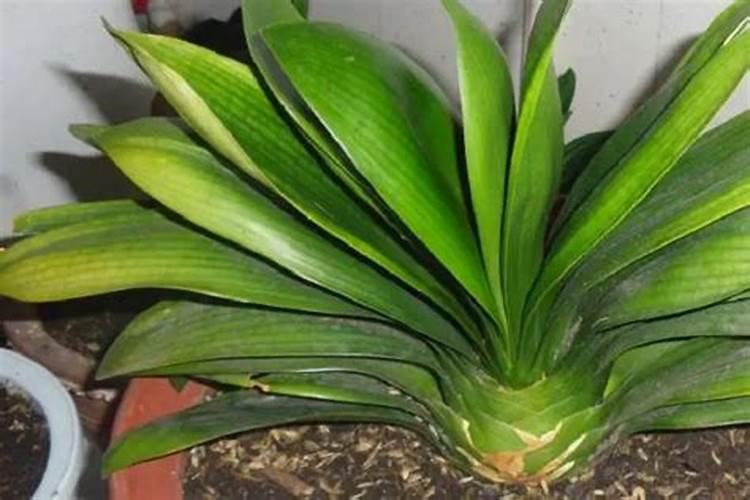 大蒜追肥用尿素好还是复合肥好