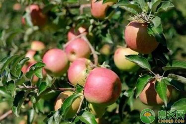 苹果树夏季施肥最佳时间