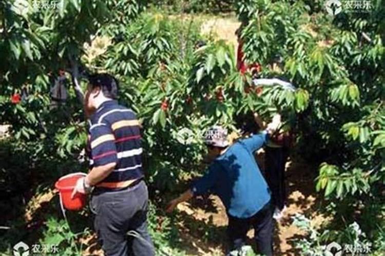 樱桃树秋季什么时候施肥？