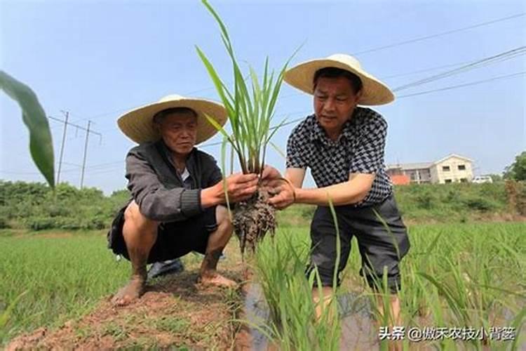 锌肥的作用及使用方法