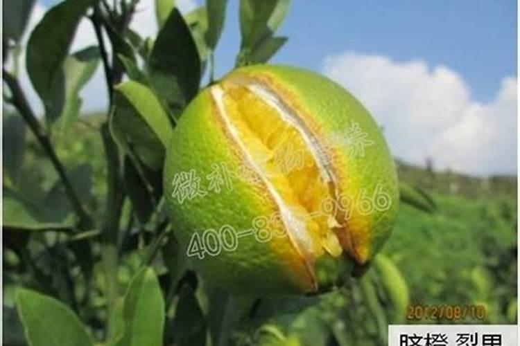 脐橙树叶中脉发黄和周围是怎么回事？