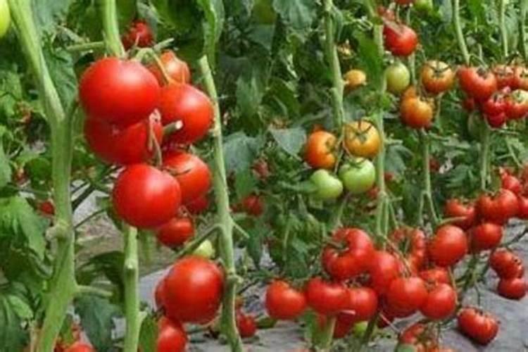 种菜用什么复合肥比较好