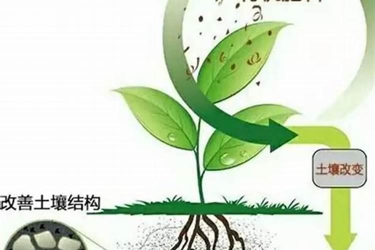 水稻育秧施什么肥好？有什么依据呢？