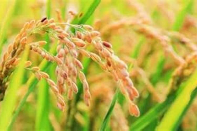 叶面肥什么时间喷好啊？