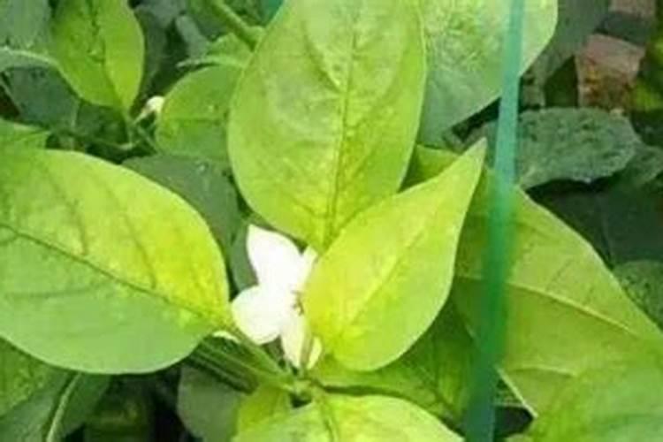 柿子树用什么肥料长得快