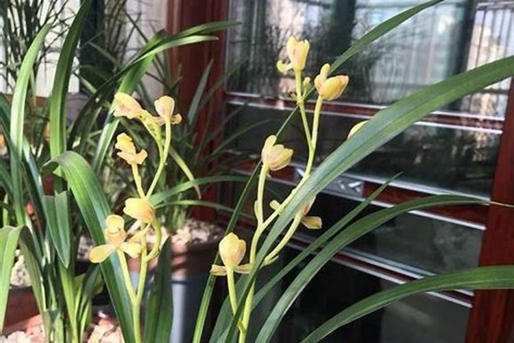 兰花什么时候施肥最好,兰花施肥用什么肥最好(氮磷钾肥)