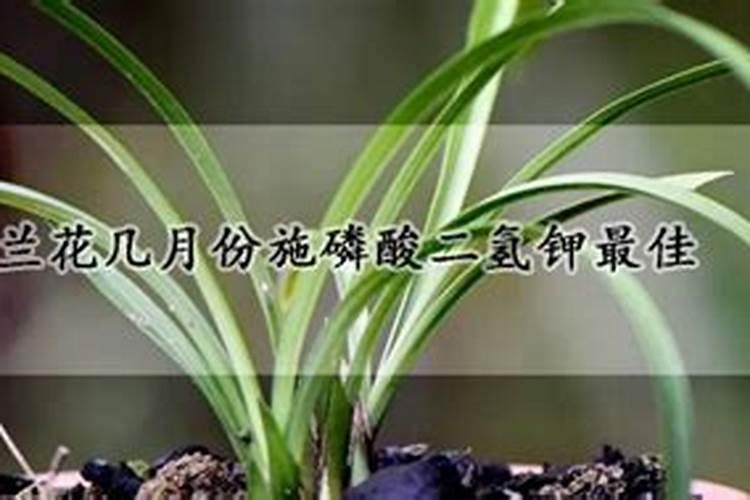 兰花几月份施磷酸二氢钾最佳 兰花几月份施磷酸二氢钾最好