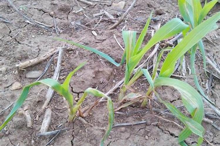 种玉米用什么肥料效果比较好？有推荐的吗