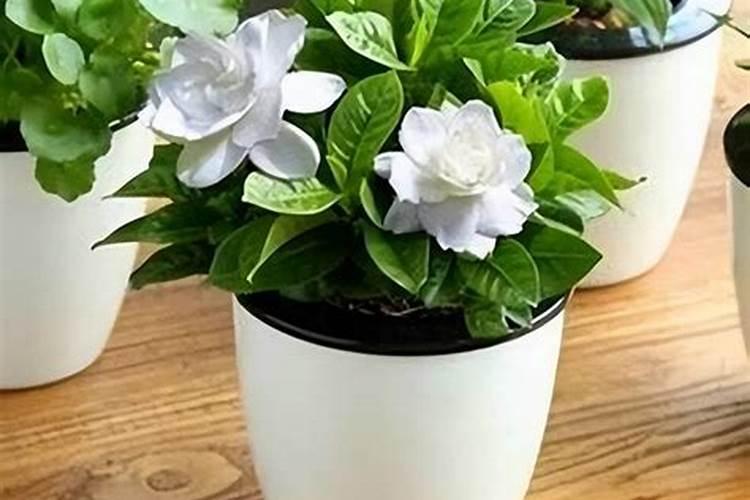 流体硼叶面肥的用量及使用 流体硼叶面肥在玉米什么时候用