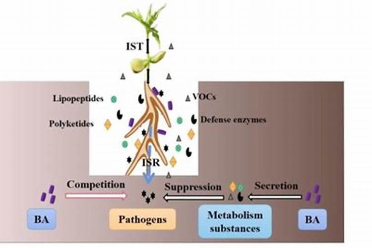 这个微生物菌剂,解磷效果超级棒