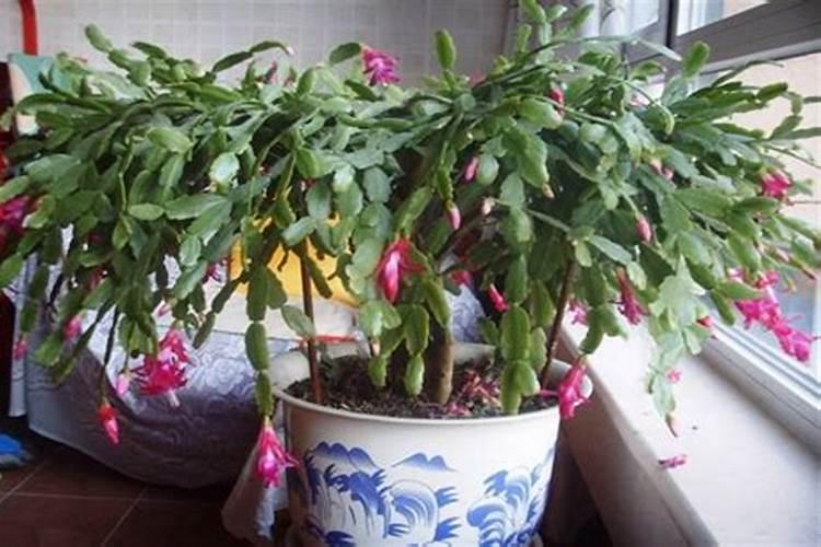 蟹爪兰施什么肥可以开花