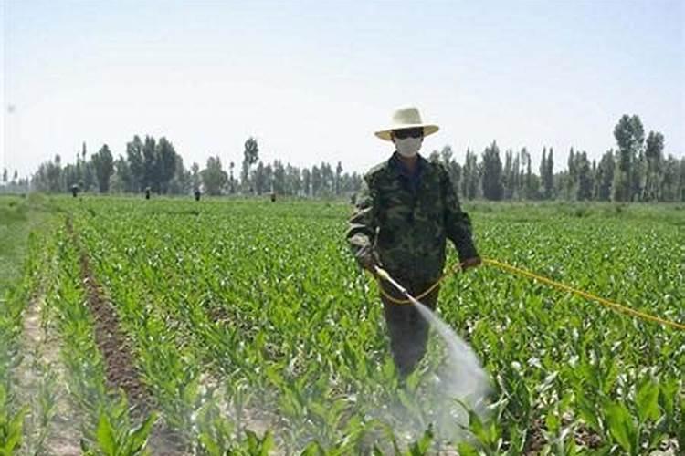 柑橘施什么肥可以增加甜度