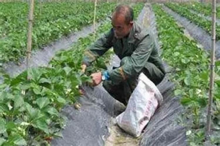 种植的过程中草莓需要补钙吗 草莓缺钙怎么办用什么补钙最好